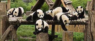 卧龙国家级自然保护区·中华大熊猫园