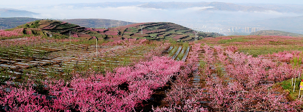 天水市-秦安县-刘坪乡桃花风景区