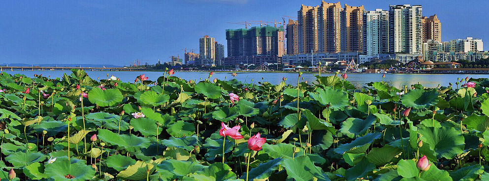 遂宁市-船山区-遂宁荷花博览园