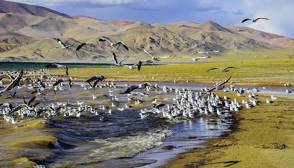 阿里地区-羌塘|藏北高原无人区|国家级自然保护区 