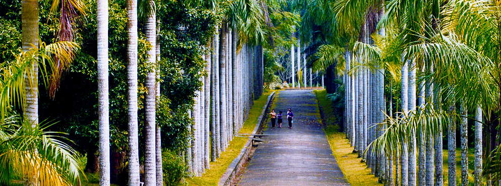 儋州市-宝岛新村-海南热带植物园