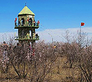 白城市-通榆县-包拉温都杏林风景区