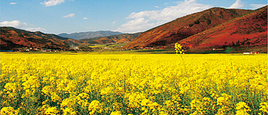 攀枝花市-米易县-普威镇-绿野花香（油菜花海）风景区