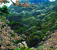 河池市-天峨县-三堡乡-桐花山风景区