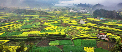 宣城市-绩溪县-家朋乡-家朋（油菜花海）风景区