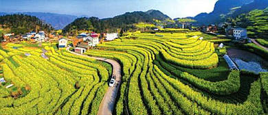 宜宾市-屏山县-中都镇-夷都（中都梯田油菜花海）风景区