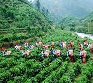 湘西州-保靖县-吕洞山镇-黄金茶村