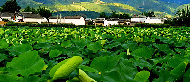 保山市-施甸县-姚关镇-野鸭湖|万亩荷塘