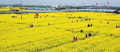 上海市-奉贤区-庄行镇-花米庄行（油菜花海）风景旅游区