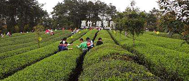 成都市-蒲江县-成佳镇-成佳茶乡旅游区