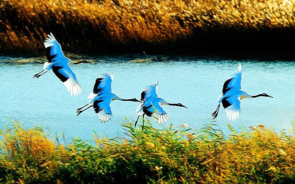白城市-通榆县-向海湿地（丹顶鹤）国家级自然保护区·风景旅游区|4A