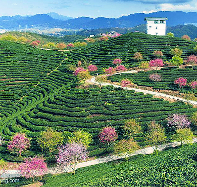 龙岩市-漳平市-永福镇-大陆阿里山|永福樱花茶园|风景区|3A