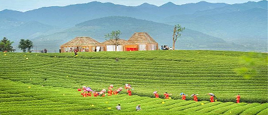 丽水市-松阳县-新兴镇-大木山茶园·风景旅游区|4A