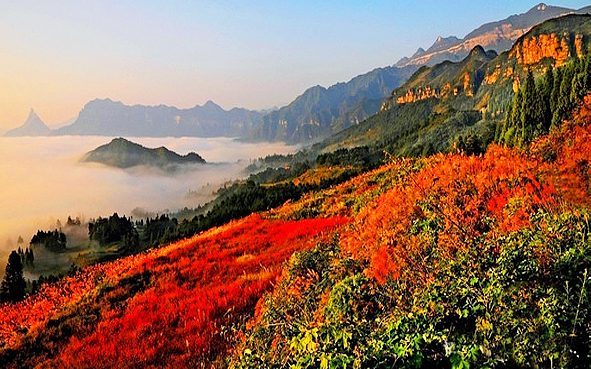 重庆市-南川区-金佛山（金佛山国家森林公园·金佛山国家级风景名胜区·金佛山国家级自然保护区）风景旅游区|5A