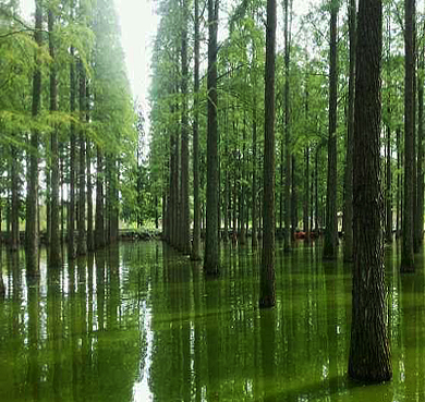 扬州市-宝应县-宝应湖国家湿地公园（白鹿岛）风景旅游区