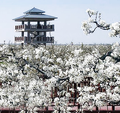 聊城市-冠县-兰沃乡-冠州梨园（中华第一梨园）