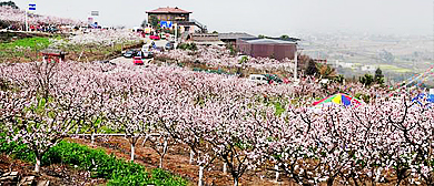 成都市-青白江区-福洪镇-客家杏花村