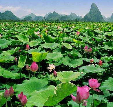 柳州市-柳江区-百朋镇-百朋荷苑·万亩荷塘（柳江荷花文化旅游节）风景旅游区|4A