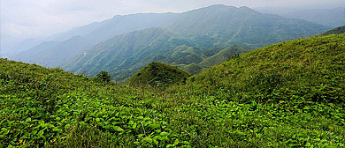 桂林市-资源县-瓜里乡-银竹老山（资源冷杉）国家级自然保护区