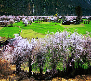 林芝市-察隅县-古玉乡-罗马村桃花风景区