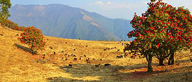 大理州-漾濞县-漾江镇-苍山西坡（杜鹃花）大花园