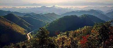 宜春市-铜鼓县-茶山林场·红豆杉风景区