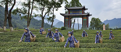 九江市-修水县-漫江乡-宁红村·宁红茶文化小镇