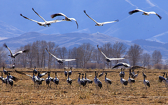 拉萨市-林周县-雅鲁藏布江中游（黑颈鹤）国家级自然保护区