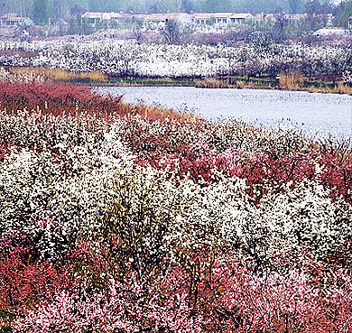 宿州市-砀山县-良梨镇-鳌头观海·砀山梨树王（梨花）风景旅游区|4A