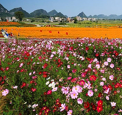 贺州市-富川县-福利镇-神仙湖四季花海风景旅游区|4A