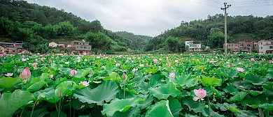 梅州市-梅县区-石坑镇-龙凤村（盘龙围）