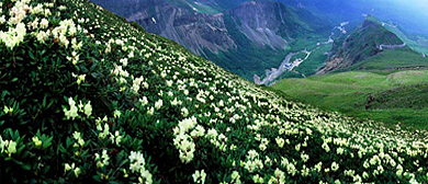 白山市-抚松县-松江河镇-长白山·高山花园风景区 