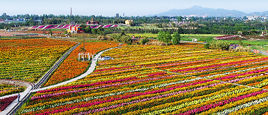 成都市-龙泉驿区-蔚然花海风景旅游区