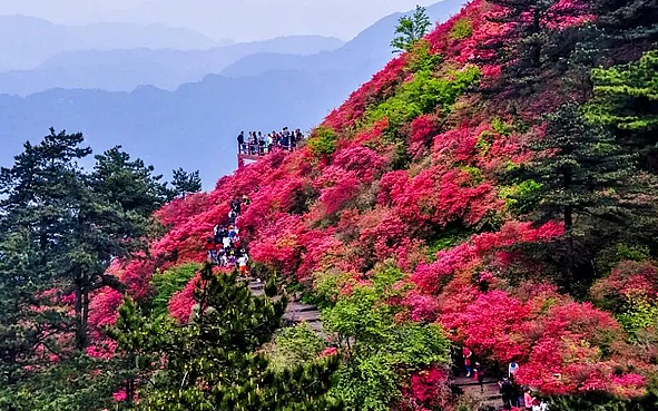 黄冈市-麻城市-大别山（黄冈）国家地质公园·龟峰山（万亩杜鹃花海）风景旅游区|4A