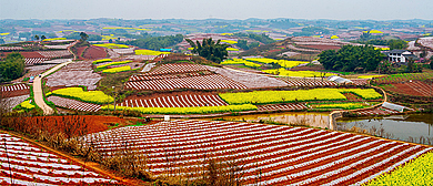 自贡市-荣县-乐德镇-天宫庙村·红土地风景区