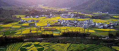 黄山市-黟县-柯村镇-黄山·油菜花海盆地风景区