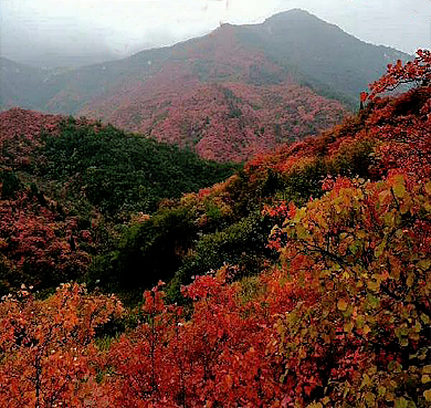 洛阳市-宜阳县-熊耳山·花果山国家森林公园|4A