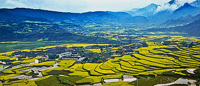 安康市-平利县-大贵镇-大贵油菜花海风景区