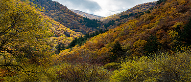 承德市-围场县-五道沟（木兰围场国家森林公园）风景旅游区