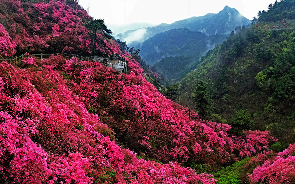 武汉市-黄陂区-木兰山国家地质公园·云雾山（杜鹃花海）风景旅游区|5A