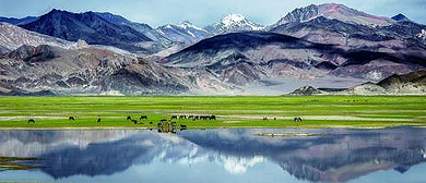 阿里地区-日土县-玛嘎尔草原湿地风景区