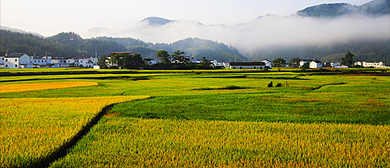 安庆市-潜山市-官庄镇-金紫山森林公园