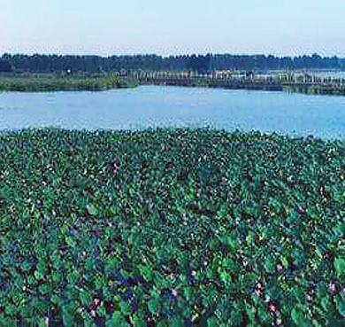 济宁市-邹城市-泗河·太平国家湿地公园