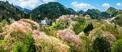 绵阳市-江油市-大康镇-大匡山·吴家后山（辛夷花海）风景区