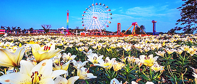 绵阳市-江油市-大康镇-百年好合爱情谷（百合花海）农业旅游区