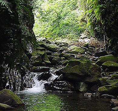 乐山市-沐川县-黑熊谷原始森林公园