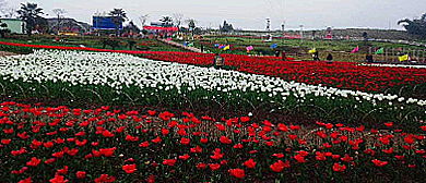 广安市-岳池县-银城花海风景旅游区