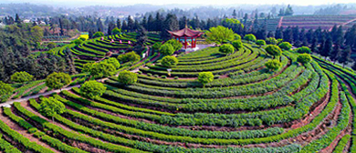 泸州市-纳溪区-纳溪特早茶村·风景旅游区