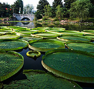 合肥市-蜀山区-合肥植物园·风景旅游区|4A