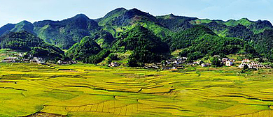 宜宾市-珙县-王家镇-四里坡（原始森铃珙桐园）风景区